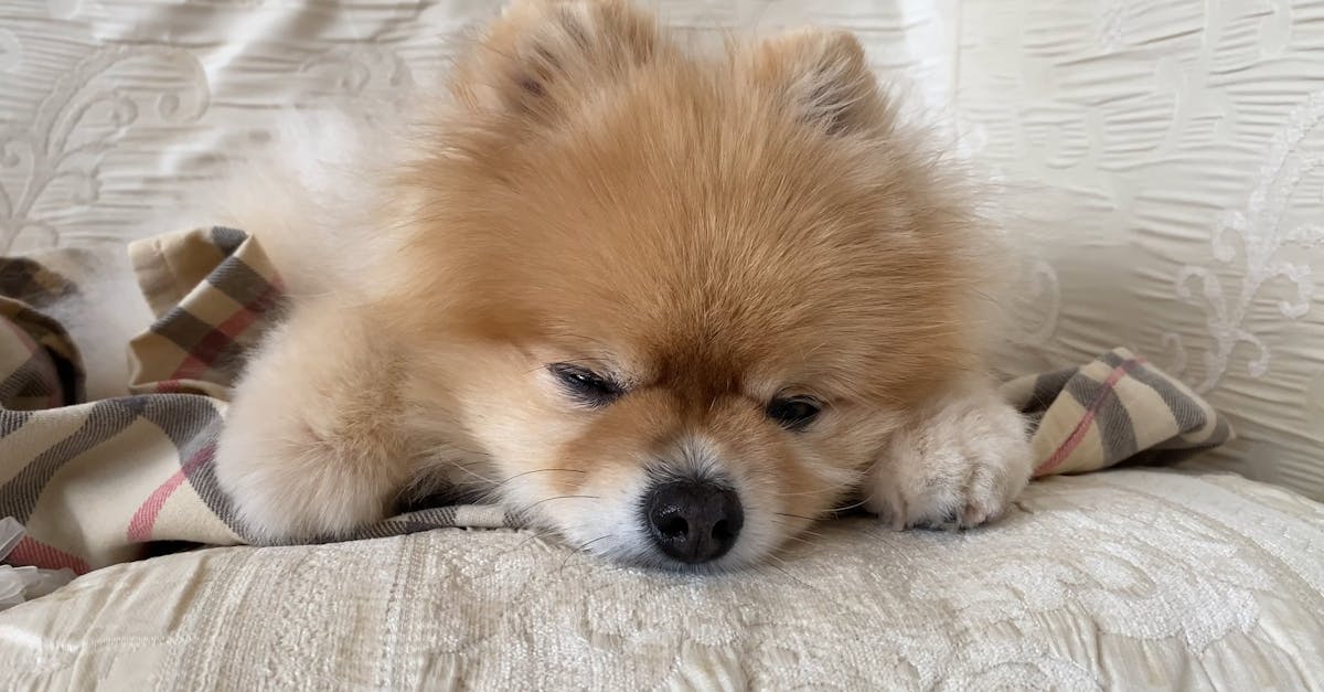 Después: perro tranquilo
