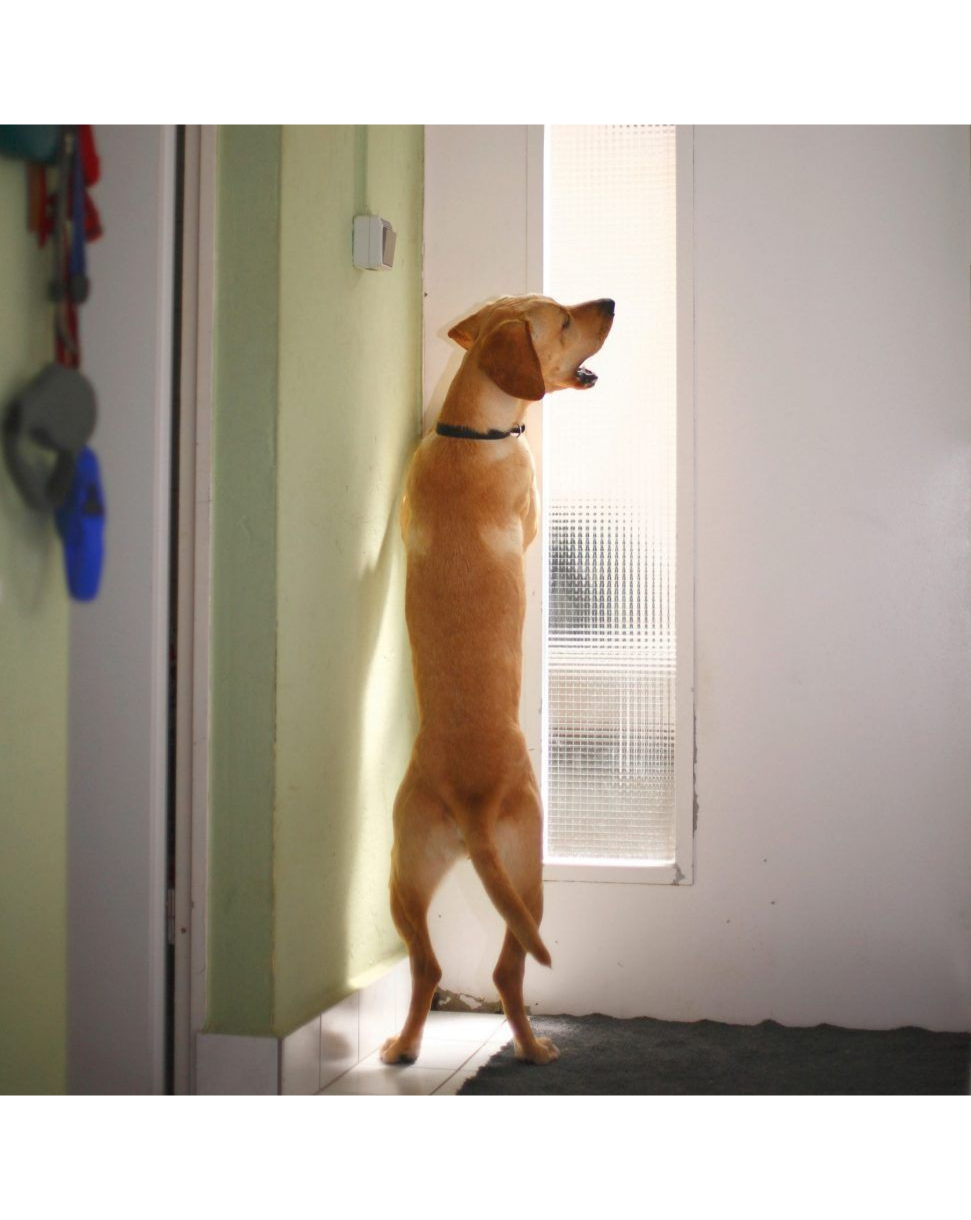 Perro tranquilo descansando en casa